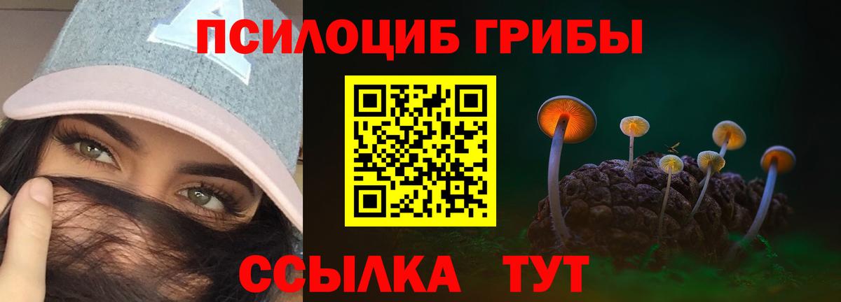 Псилоцибиновые грибы Psilocybe Саяногорск